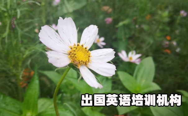 厦门湖里区出国英语培训机构哪个好_学费多少钱