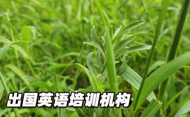 重庆渝中区出国英语培训机构哪个好_学费多少钱