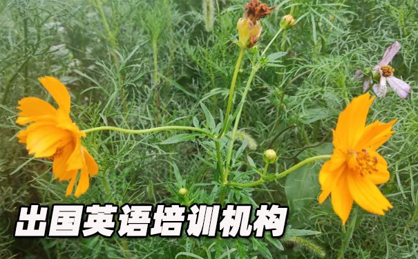 绵阳涪城区出国英语培训机构哪个好_学费多少钱