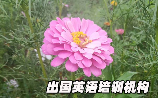 成都出国英语培训机构哪个好_学费多少钱