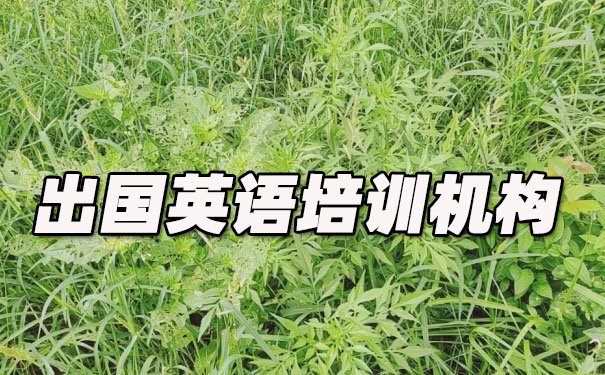 成都青羊区出国英语培训机构哪个好_学费多少钱